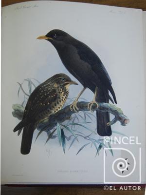 Ave. Turdus Nigrescens  del Libro: "Aves" por Keulemans, JG (extranjero). Hanhart, Micheal (extranjero)