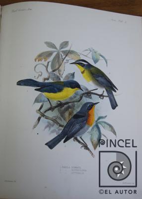 Parula Gutturalis  del Libro: "Aves" por Keulemans, JG (extranjero). Hanhart, Micheal (extranjero)