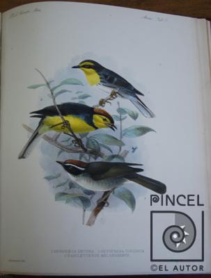 Setophaga torquata  del Libro: "Aves" por Keulemans, JG (extranjero). Hanhart, Micheal (extranjero)