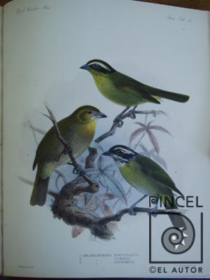 Texto Chlorospingus pileatus  del Libro: "Aves" por Keulemans, JG (extranjero). Hanhart, Micheal (extranjero)