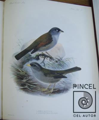 Zonotrichia Vulcani del Libro: "Aves" por Keulemans, JG (extranjero). Hanhart, Micheal (extranjero)