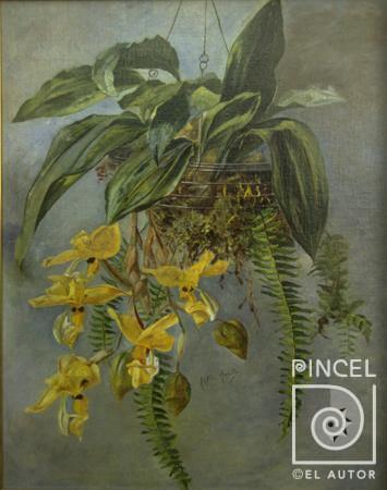 Stanhopea wardii en canasta por Montalto, Adelita. Escuela Nacional de Bellas Artes