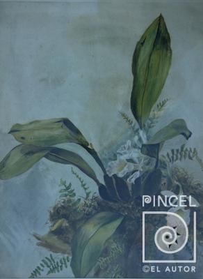 Trichopilia suavis por Montalto, Adelita. Escuela Nacional de Bellas Artes
