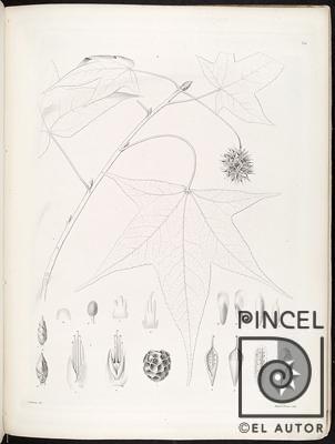Liquidambar macrophylla por Oersted u Orsted (extranjero)