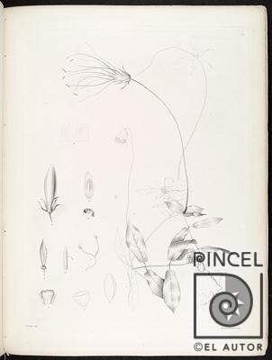 Ilustration of Rosenbergia gracilis (Cobaea gracilis (Oerst.) por Oersted u Orsted (extranjero)