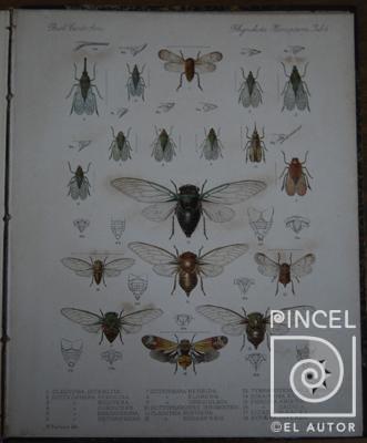 Imágenes Fidicina Cachla  del Libro: "Insecta" (insecto) por Purkiss, W (extranjero). Hanhart, Micheal (extranjero)