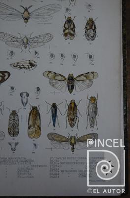 Metabrixia aspersa del Libro: "Insecta" (insecto)(Detalle) por Purkiss, W (extranjero). Hanhart, Micheal (extranjero)