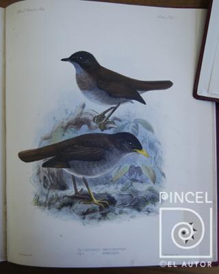 Ave Catharus Gracilirostris del Libro: "Aves" por Purkiss, W (extranjero). Hanhart, Micheal (extranjero)
