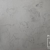 Estudio de animales por Amighetti, Francisco