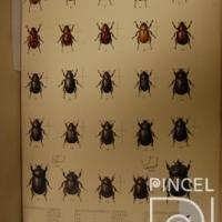 Escarabajos por Bates, Henry Walter (extranjero)