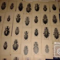 Variedad de Coleópteros por Bierig, Alex