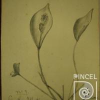Orquídea No. 9 Sepanthes albertinae por Brenes, Alberto
