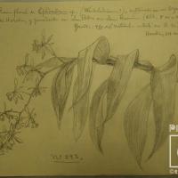 Orquídea No. 293 por Brenes, Alberto