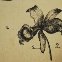 Cattleya skinneri  (detalle) por Brenes, Alberto