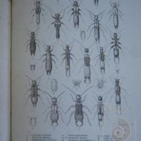 Labia chalybea en el Libro: "Insecta" por De Saussure, Henry (extranjero)