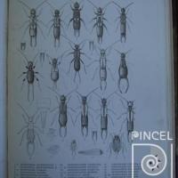 Spongophora rogersi y Neolobophora bogotensis en el Libro: "Insecta" por De Saussure, Henry (extranjero)
