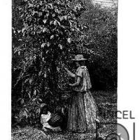 Picking coffee (Cogiendo café) por Desconocido (extranjero)