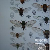 Imágenes de insectos del Libro: "Insecta" (insectos) por Distant, W L (extranjero)