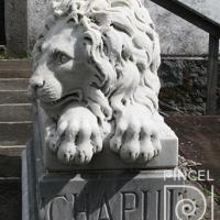 León derecho (vista frontal) por Durini, Francisco