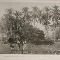 Bosque de Cocos en las cercanías de puerto Limón por Gómez Miralles, Manuel. Baixench, Pablo