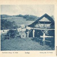 Acarreando cabuya. M. Peralta por Gómez Miralles, Manuel. Documental