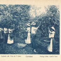 Cogiendo café. Finca de Florentino Castro Curridabat por Gómez Miralles, Manuel. Documental