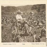 Plantación de tabaco R.T.C Orosi por Gómez Miralles, Manuel. Documental. Patrimonio Arquitectónico.