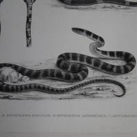 Leptognathus annulatus del Libro: "Reptilia and Batrachia" por Günther, Albert CLG (extranjero)