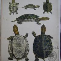 Emys ornata del Libro: "Reptilia and Batrachia" por Günther, Albert CLG (extranjero)