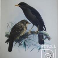Ave. Turdus Nigrescens  del Libro: "Aves" por Keulemans, JG (extranjero). Hanhart, Micheal (extranjero)