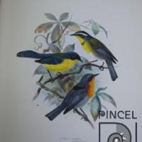 Parula Gutturalis  del Libro: "Aves" por Keulemans, JG (extranjero). Hanhart, Micheal (extranjero)