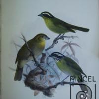 Texto Chlorospingus pileatus  del Libro: "Aves" por Keulemans, JG (extranjero). Hanhart, Micheal (extranjero)