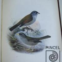 Zonotrichia Vulcani del Libro: "Aves" por Keulemans, JG (extranjero). Hanhart, Micheal (extranjero)