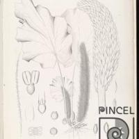 Illustration of Gunnera (Pankea) insignis por Oersted u Orsted (extranjero)