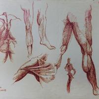 Estudio apartir de los dibujos de Leonardo Da Vinci, dibujos anatomicos del desnudo por Paul, Meredith