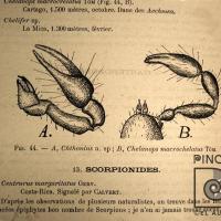 Figura 44: "Chthonius y chelanops macrochelatus" por Picado, Clorito