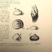 Figura 45: "Mollusques que I`on trouve dans les Broméliacées ""Caracoles por Picado, Clorito