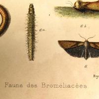Palncha 9: "Faune des Bromeliacées· (Detalle) por Picado, Clorito