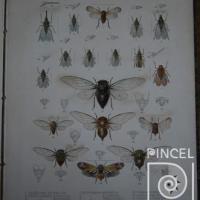 Imágenes Fidicina Cachla  del Libro: "Insecta" (insecto) por Purkiss, W (extranjero). Hanhart, Micheal (extranjero)