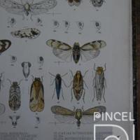 Metabrixia aspersa del Libro: "Insecta" (insecto)(Detalle) por Purkiss, W (extranjero). Hanhart, Micheal (extranjero)