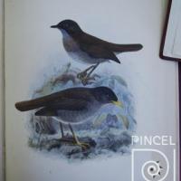 Ave Catharus Gracilirostris del Libro: "Aves" por Purkiss, W (extranjero). Hanhart, Micheal (extranjero)