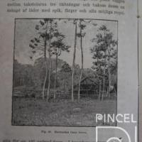 Hacienda Cano Secco (Caño Seco) del  Libro: "Resa I Central-Amerika 1881-1883" por Seg, A (extranjero)