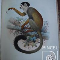 Imagen de un Primate (Chrisothrix Oerstedi) por Smit, J (extranjero)
