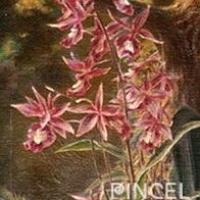 Barkeria lindleyana (orquídea) por Span, Emil