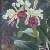 Tres Cattleya dowiana  (orquídea) por Span, Emil