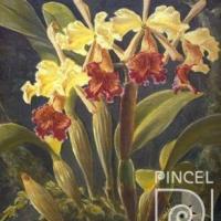 Cuatro Cattleyas dowianas  (orquídea) por Span, Emil