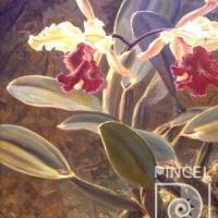 Dos Cattleyas dowianas (orquídea) por Span, Emil