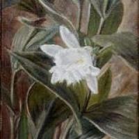 Sobralia por Span, Emil