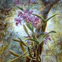 Guarianthe skinneri (antiguamente Cattleya skinneri) (orquídea) por Span, Emil