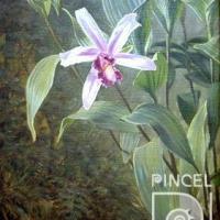 Sobralia bouchei (orquídea) por Span, Emil